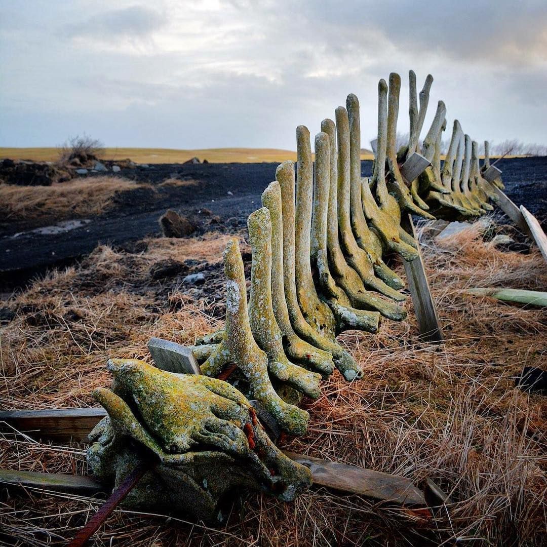 Whale skeleton with prominent ribs on rocky beach landscape under cloudy sky