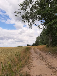 Sandy dirt path beside a wheat field with birch trees and cloudy summer sky