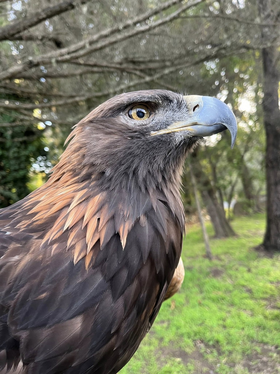 Golden eagle close-up showing detailed brown feathers and sharp eyes