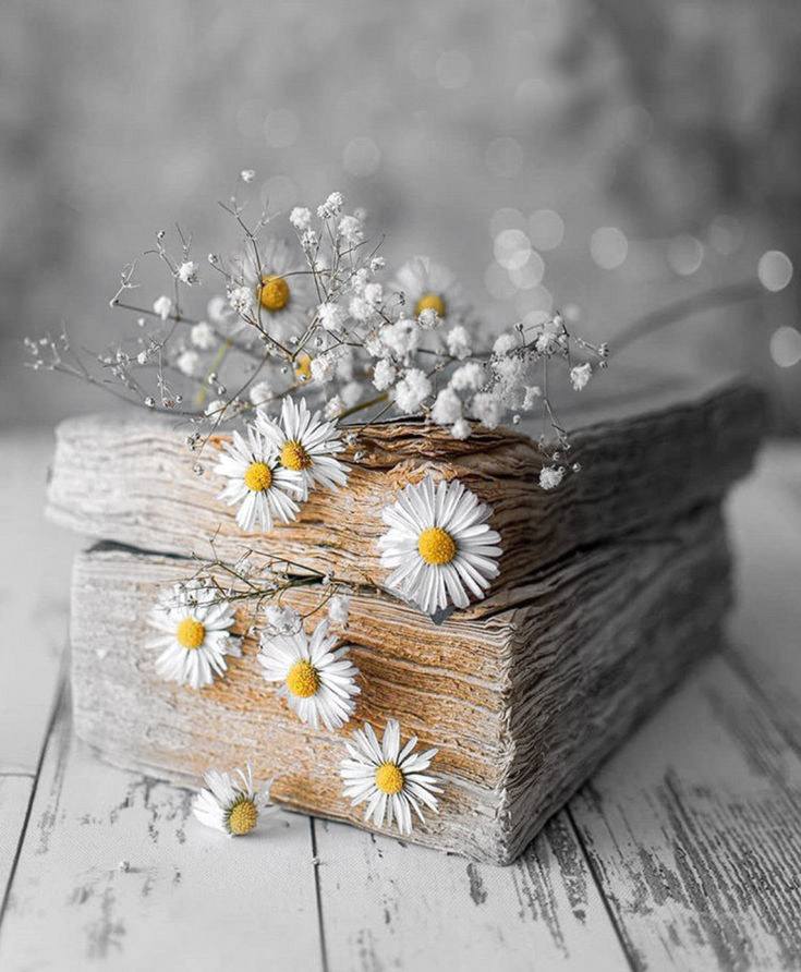 White daisies arranged on top of a weathered old book on a rustic wooden surface