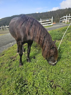 Horse Grazing on Grass