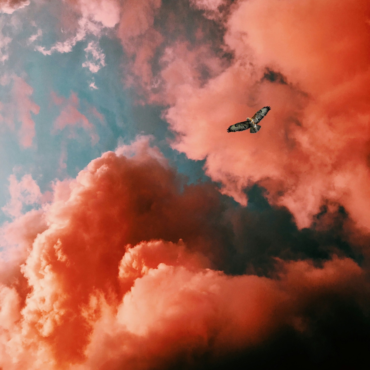 Eagle in Red Clouds