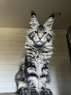 Maine Coon Cat Portrait