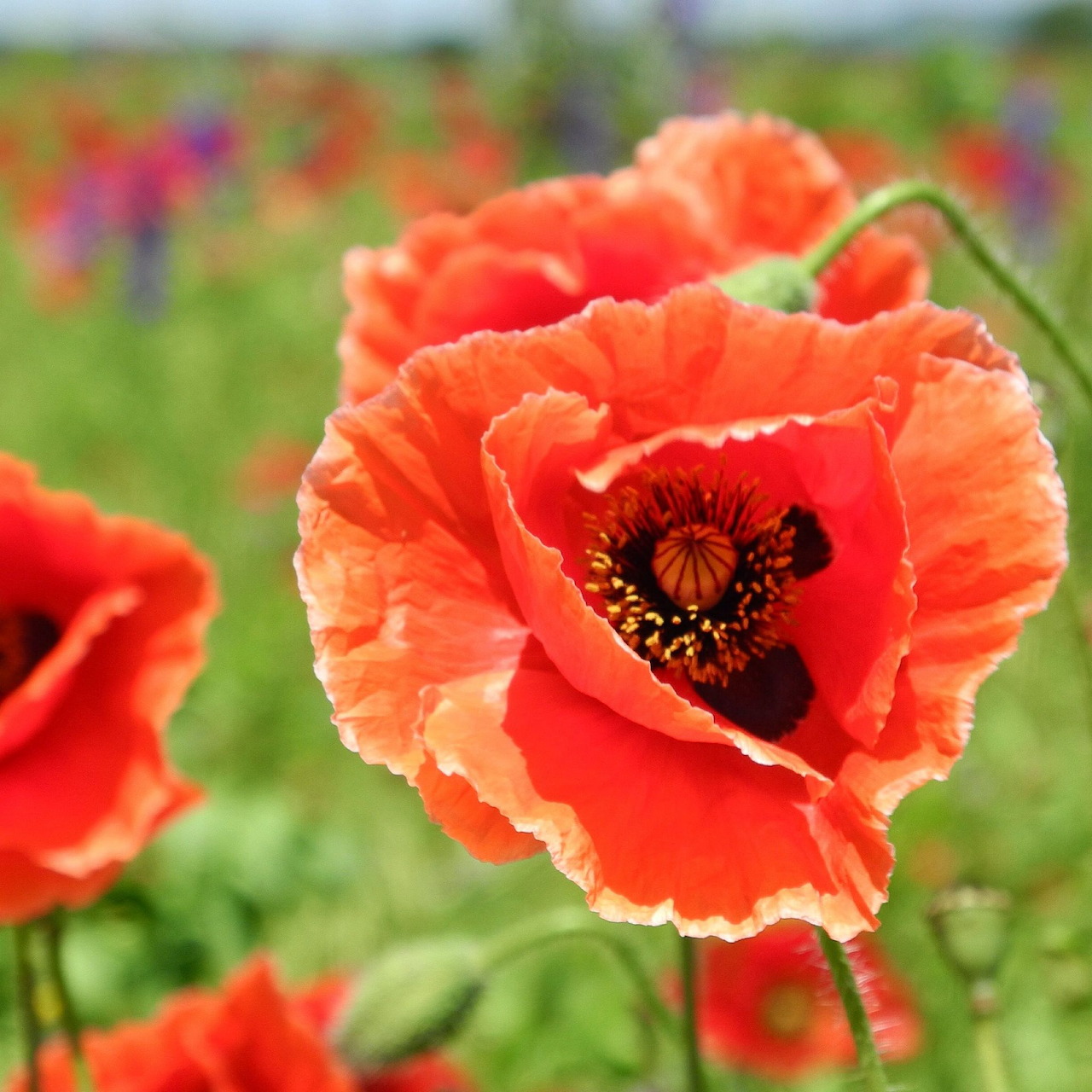 Red Poppy Flower Close-Up