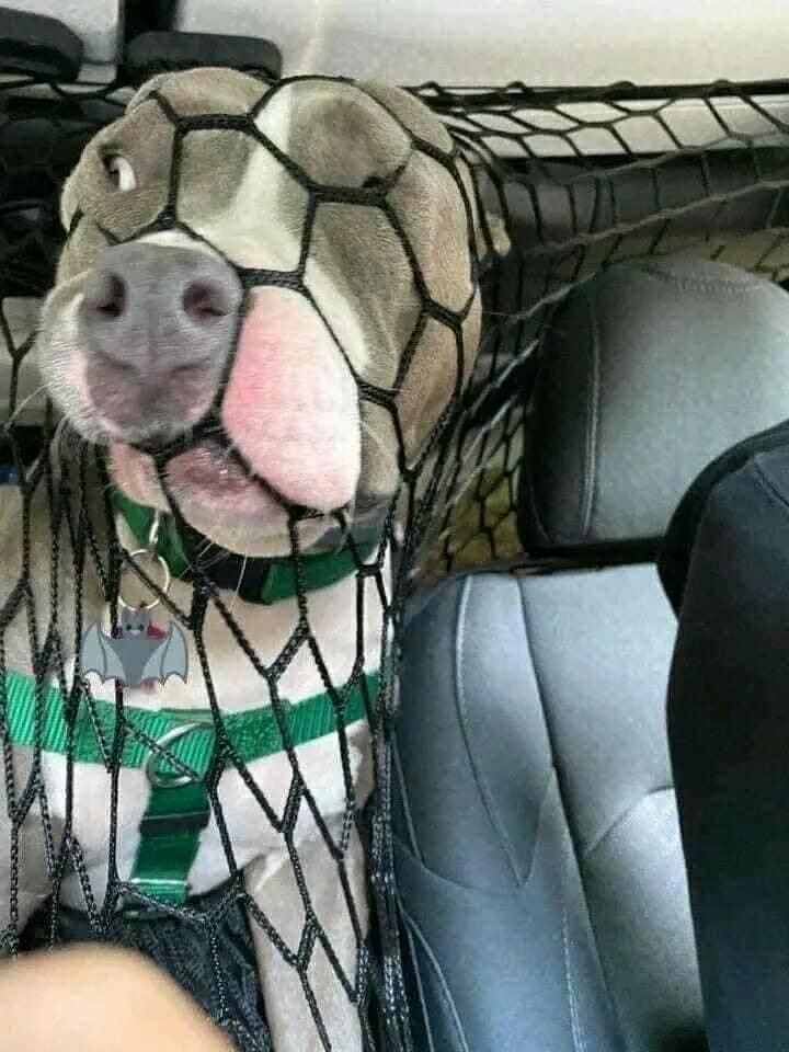 Cute Dog Portrait
