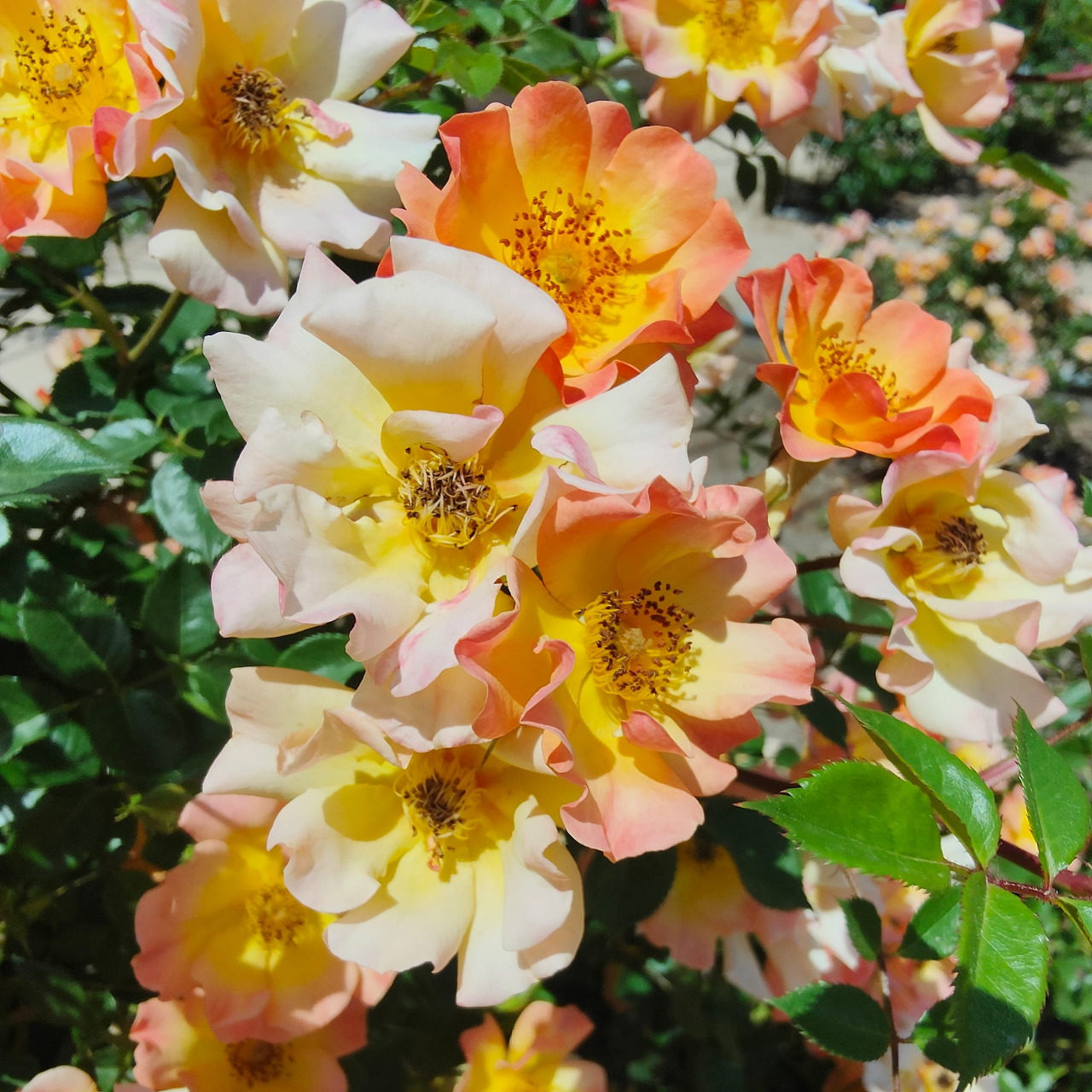 Close-up of peach, cream, and yellow roses with green leaves in sunlight