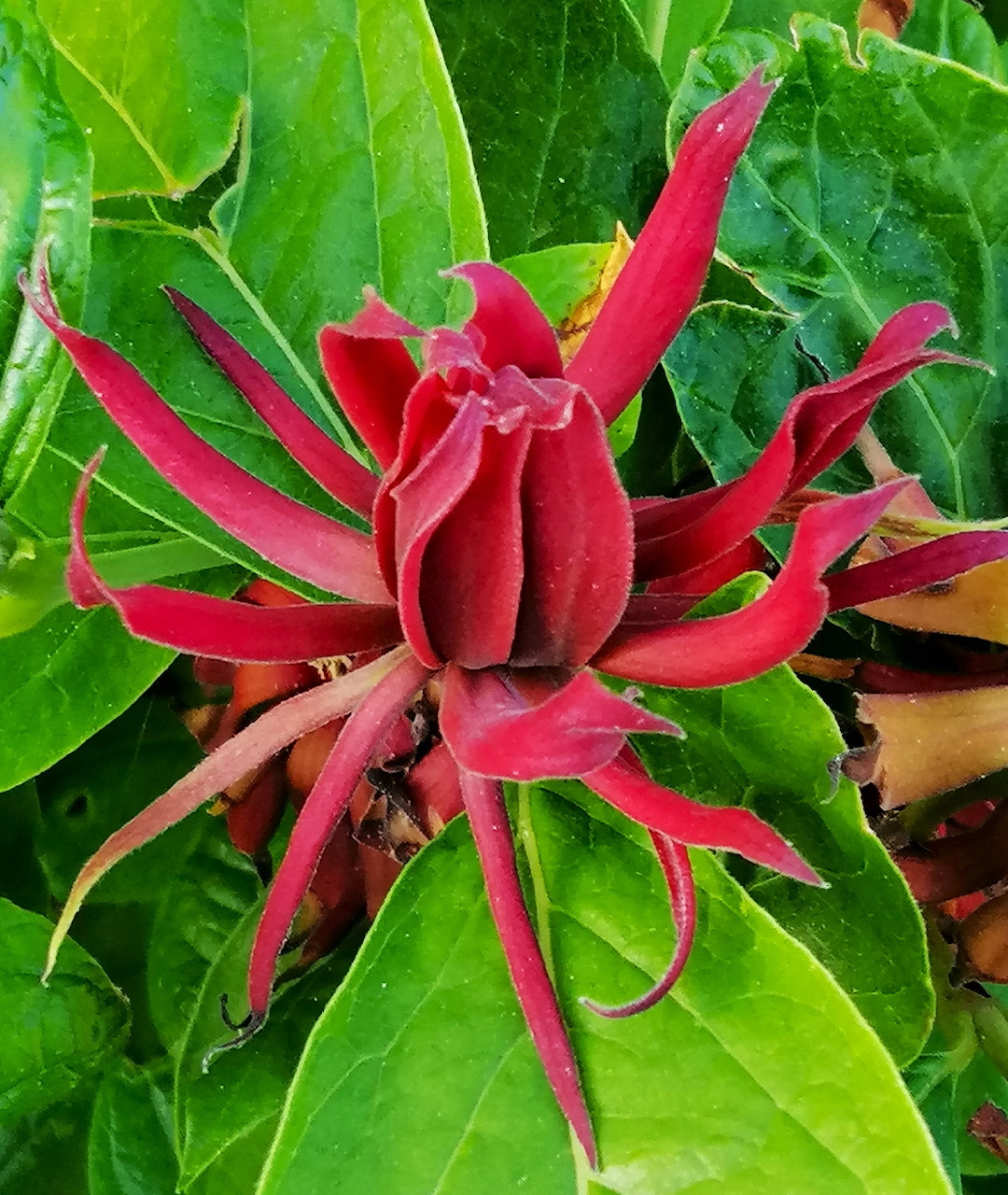 Close-up of a red spicebush blossom with green leaves
