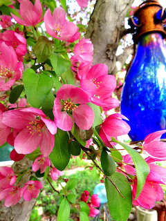 Pink crab apple flowers blooming on branches with green leaves and a blue bottle behind