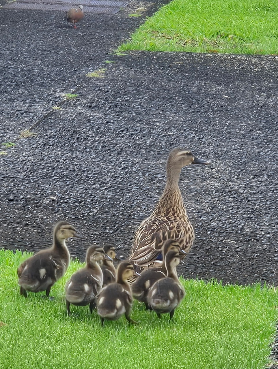 Female Koloa duck with several ducklings on green grass near a paved path