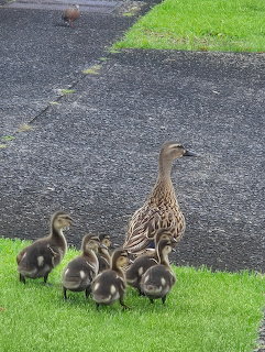 Koloa Duck Family