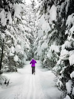 Cross-Country Skier