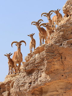Group of Barbary sheep with curved horns standing on a rocky cliff against blue sky