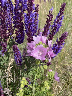Purple lavender stalks with pink mallow flowers in a garden