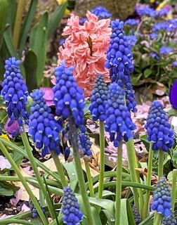 Blue grape hyacinth flowers in bloom with a pink hyacinth in a spring garden