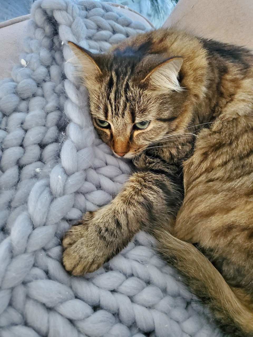 Tabby cat lying on a chunky knit gray wool blanket