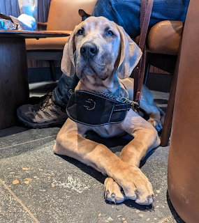 Great Dane Dog