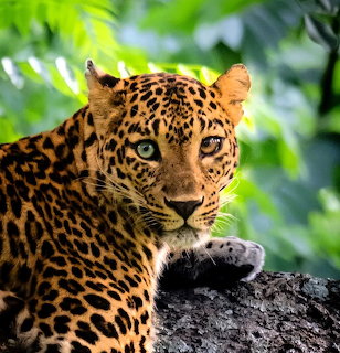 Close-up of a spotted leopard resting on a tree branch with different-colored eyes