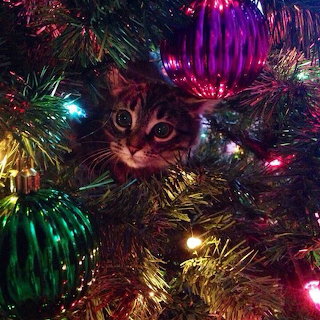 Kitten in Christmas Tree