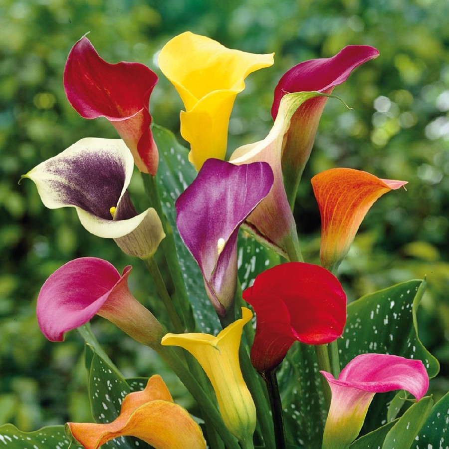 Bouquet of colorful calla lily flowers in various bright hues with green leaves