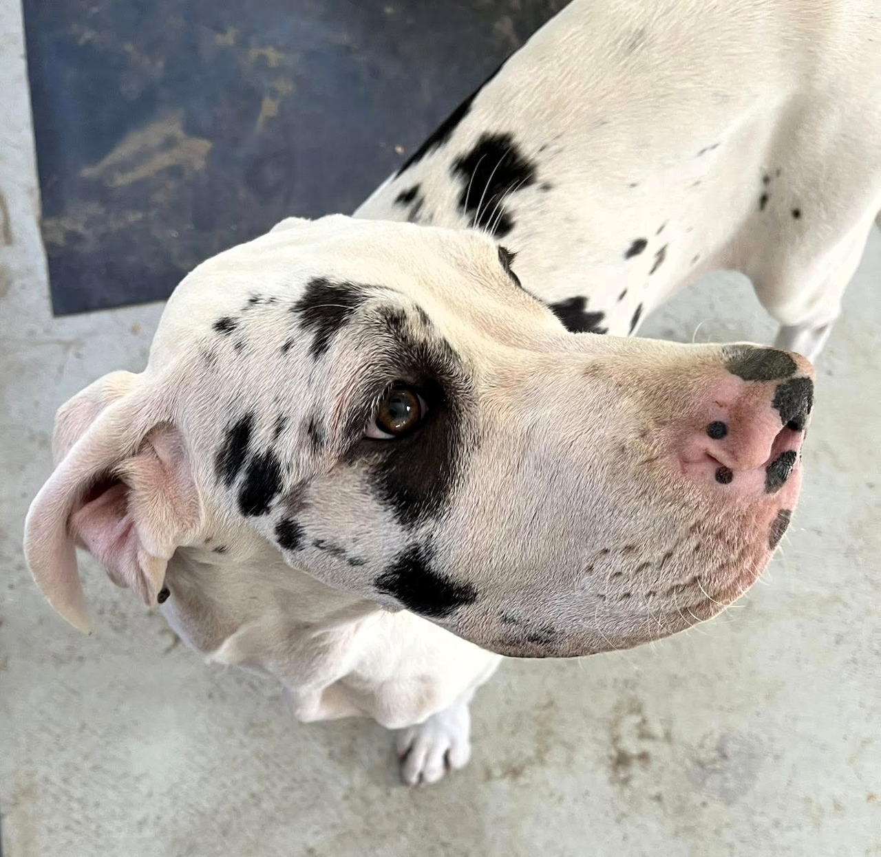 White Dalmatian dog with black spots looking up at the camera from a concrete surface