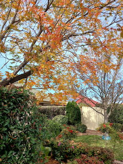 Tall trees with orange autumn leaves above garden with green hedges and house with red roof
