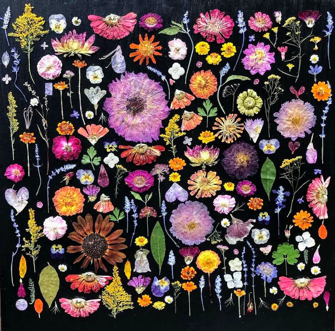 Colorful pressed dried flowers arranged on black background with pink, orange, yellow blooms