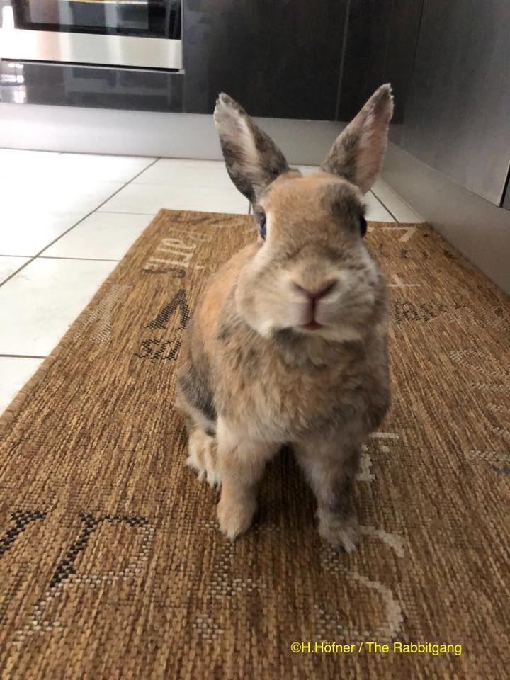 Brown and gray rabbit sitting upright on a woven rug indoors