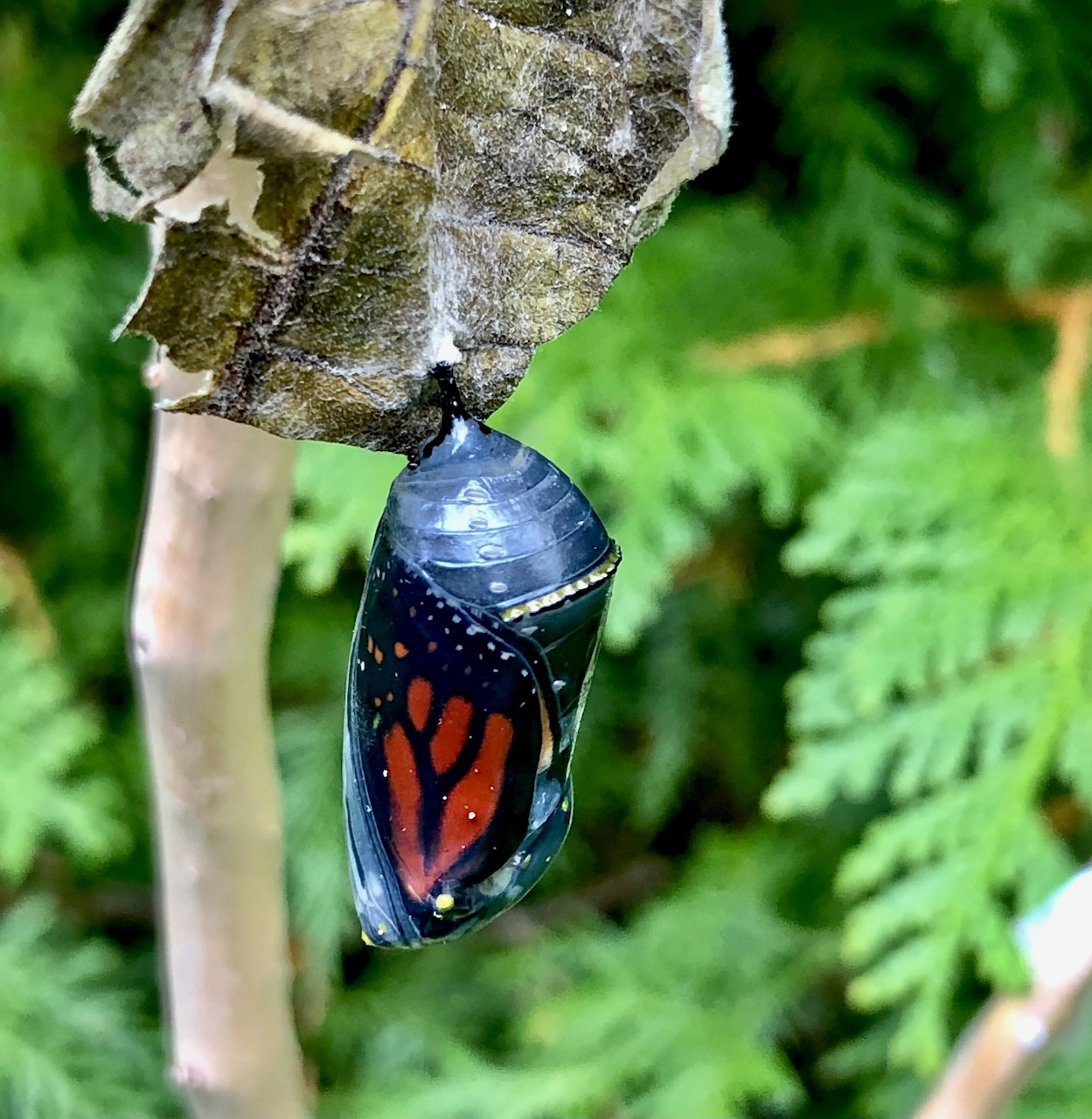 Translucent monarch butterfly chrysalis hanging from a dried leaf showing orange and black wing pattern