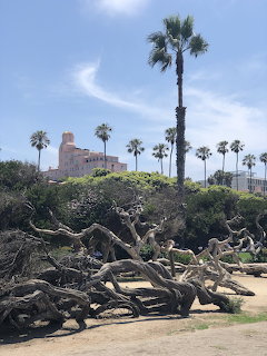 Driftwood on beach with palm trees and La Valencia Hotel on hill in La Jolla California