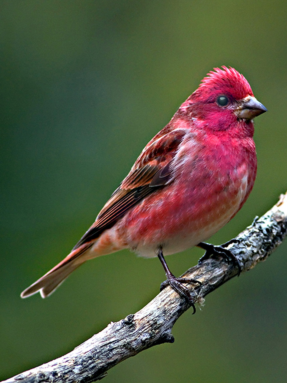 Purple finch with bright red and brown plumage perched on a gray branch