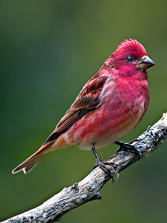 Purple Finch on Branch