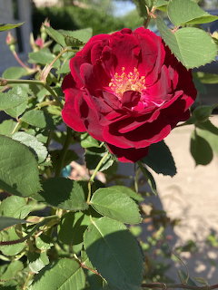 Close-up of a deep red rose with yellow center surrounded by green leaves