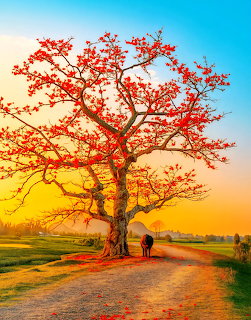 Large red tree with spreading branches beside a path at sunset with two people walking