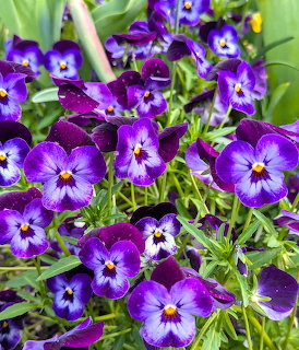 Close-up of purple and blue pansy flowers with yellow centers and green leaves