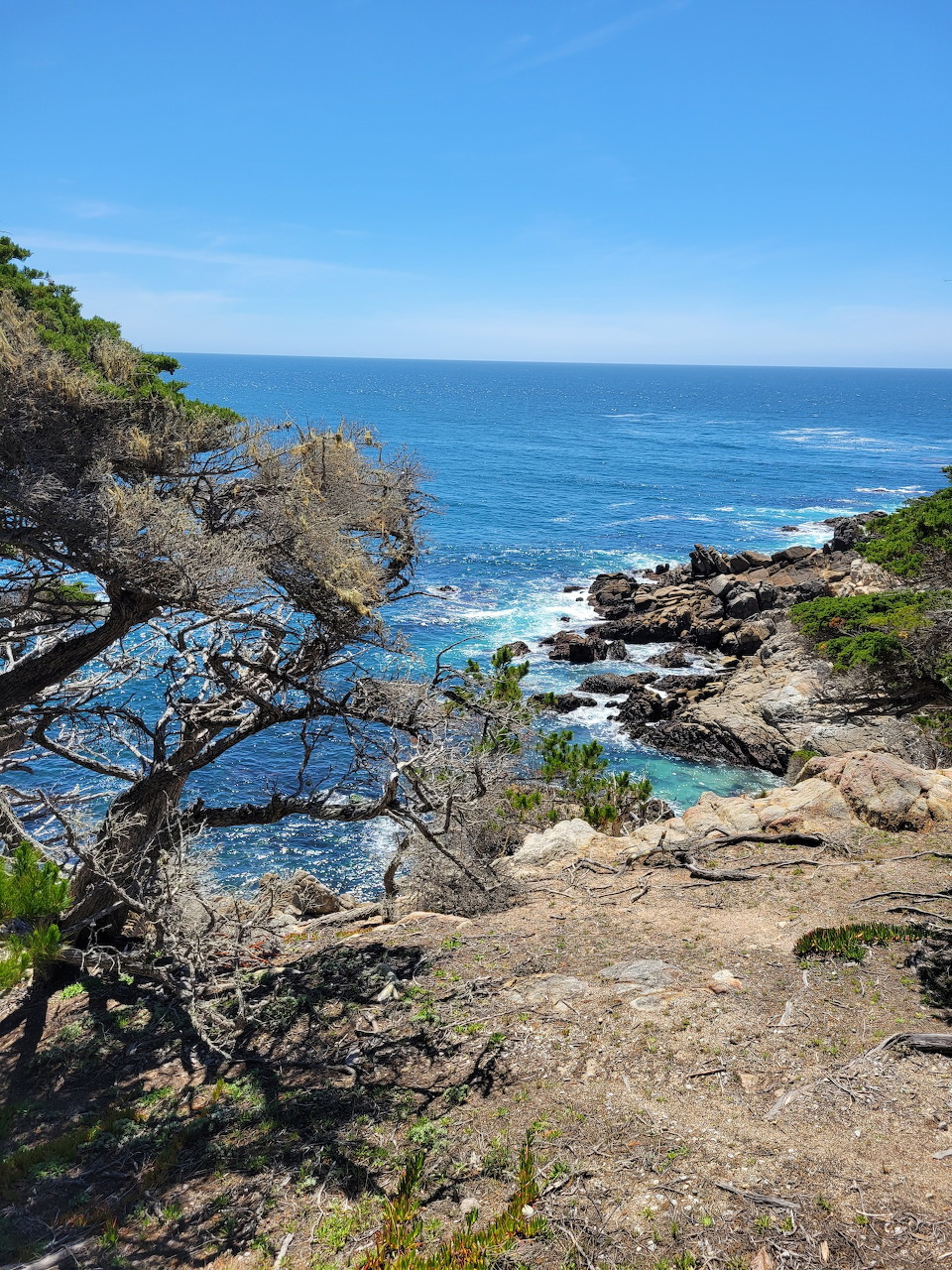 Rocky California coastal cove with twisted trees and blue Pacific Ocean waters under a clear sky