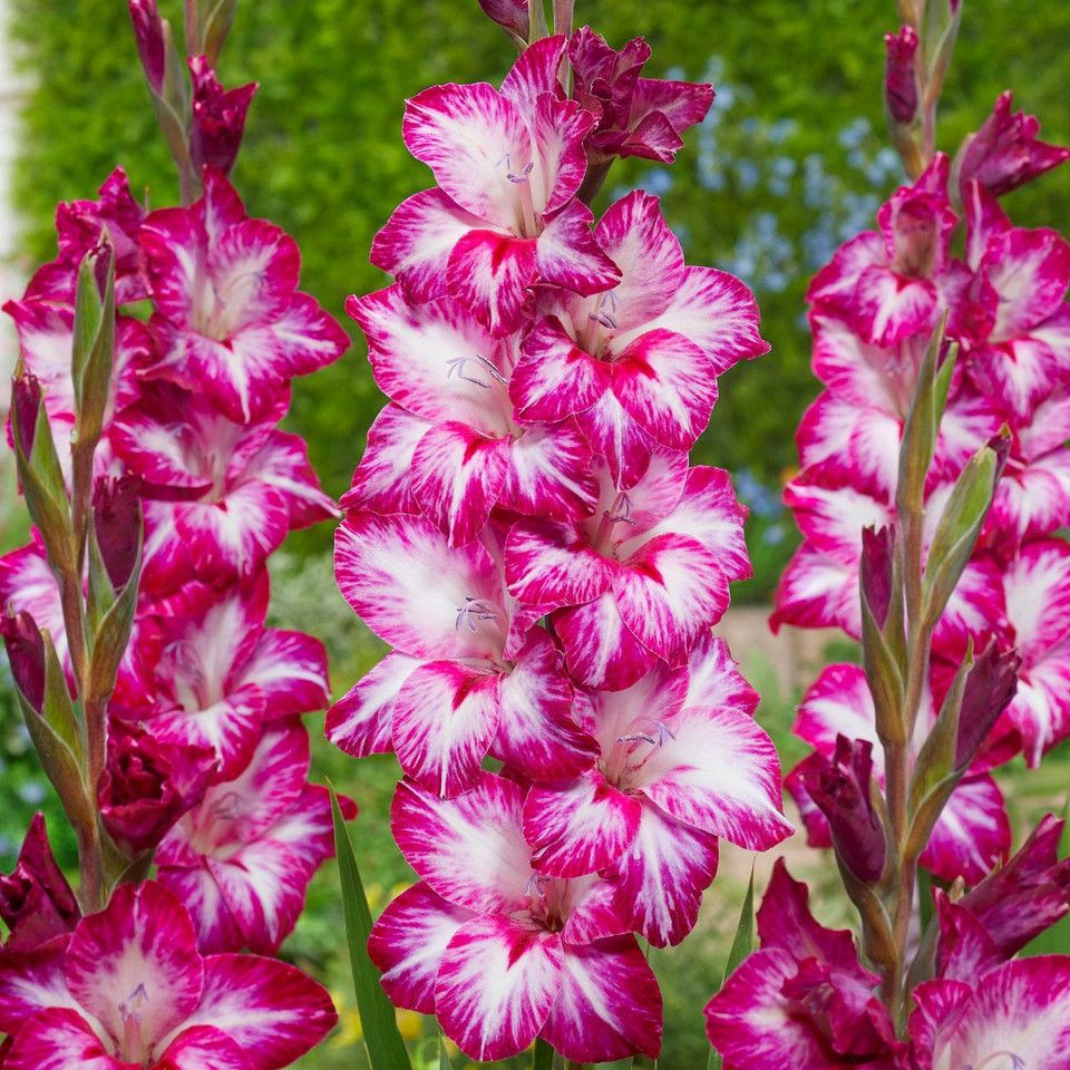 Close-up of pink and white gladiolus flowers with green background
