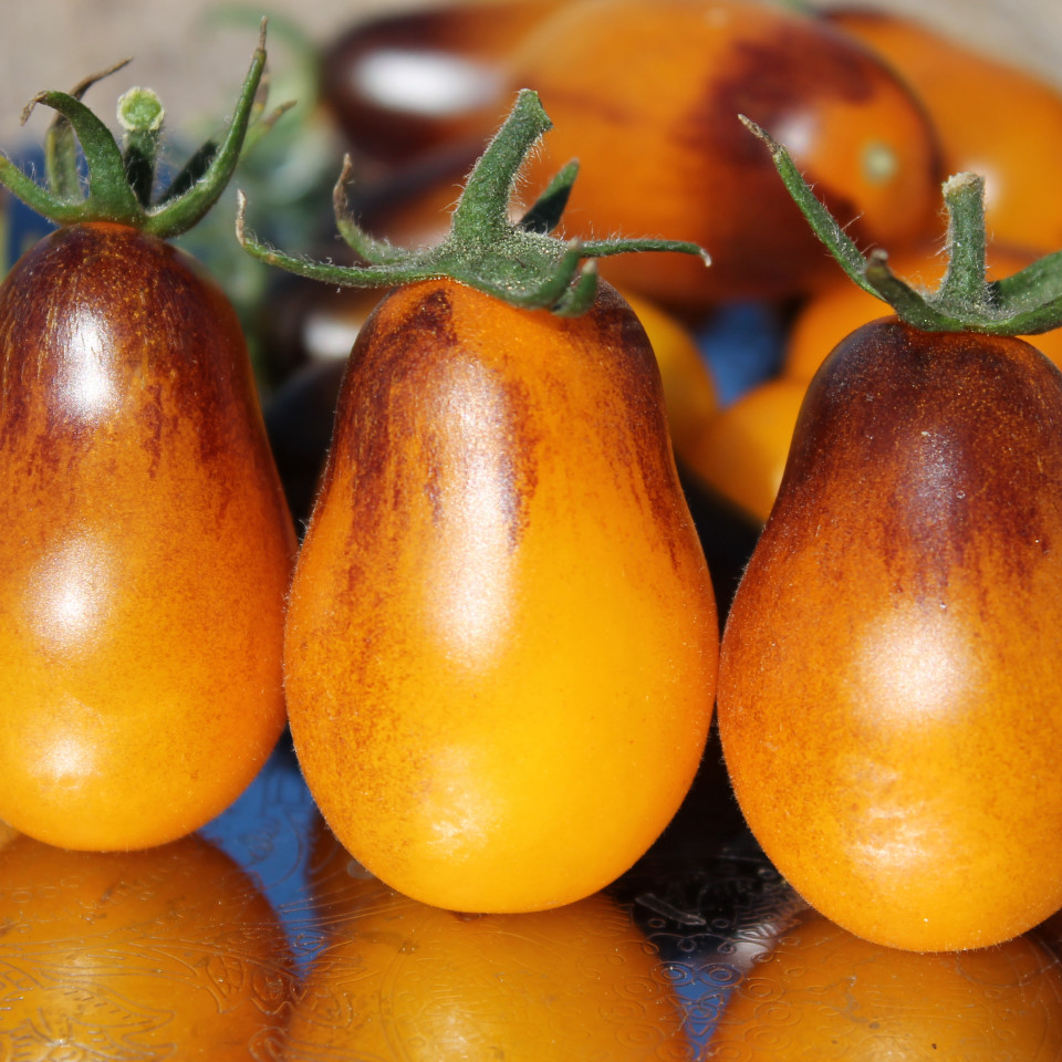 Close-up of yellow and orange tomatoes with green stems