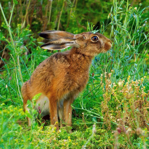 Brown rabbit sitting in green grass and wildflowers