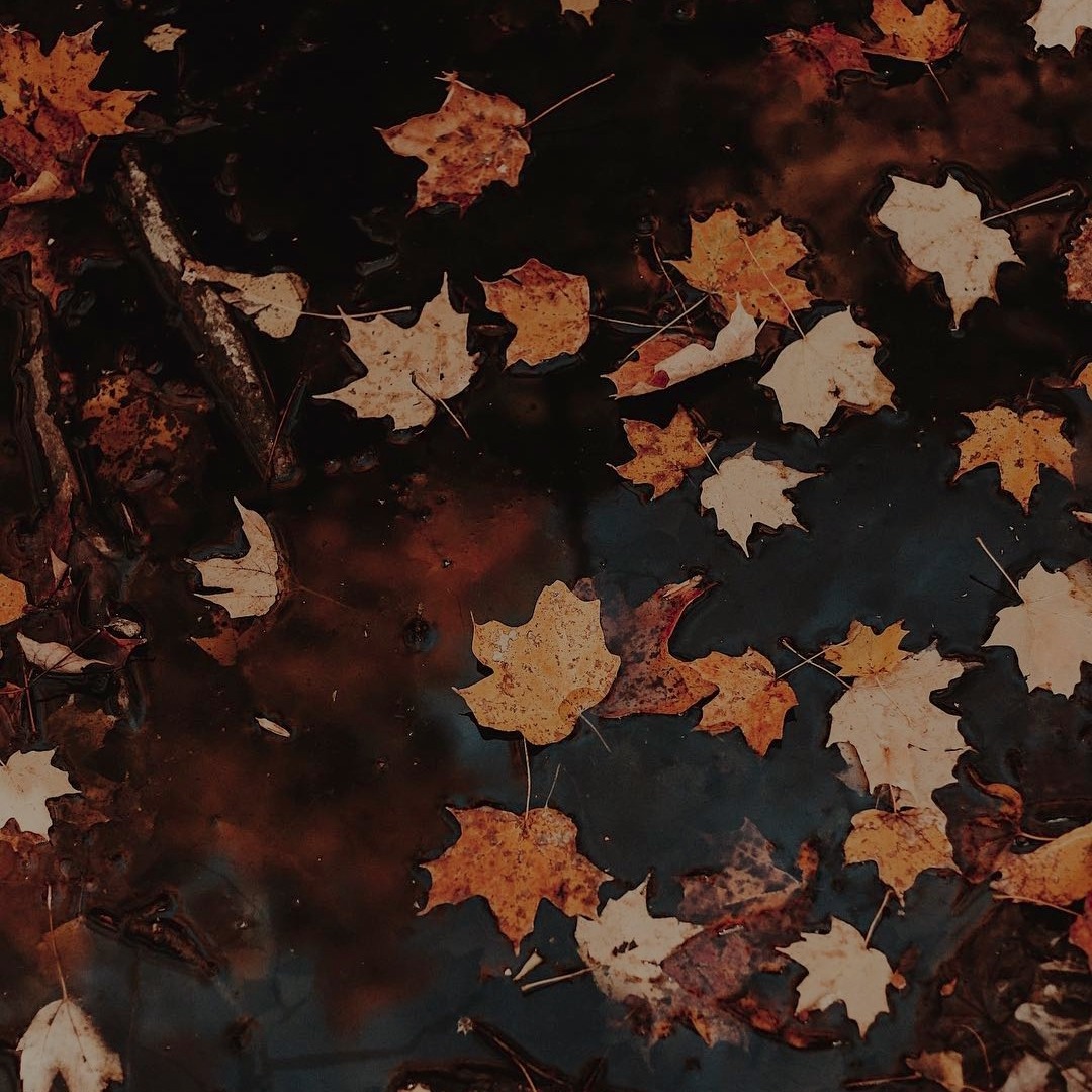 Autumn leaves floating on dark dark water