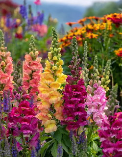 Colorful snapdragon flowers in pink, yellow, magenta and white rows in a garden