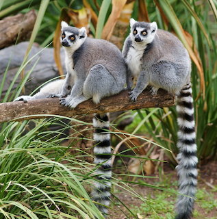 Two ring-tailed lemurs sitting on a branch with their characteristic striped tails visible