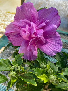 Close-up of a large purple double hibiscus flower with green leaves and buds