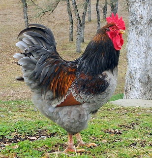 Rooster with black plumage and red comb standing on grass beside tree