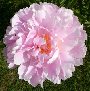 Close-up of a pale pink peony flower with layered ruffled petals and yellow stamens