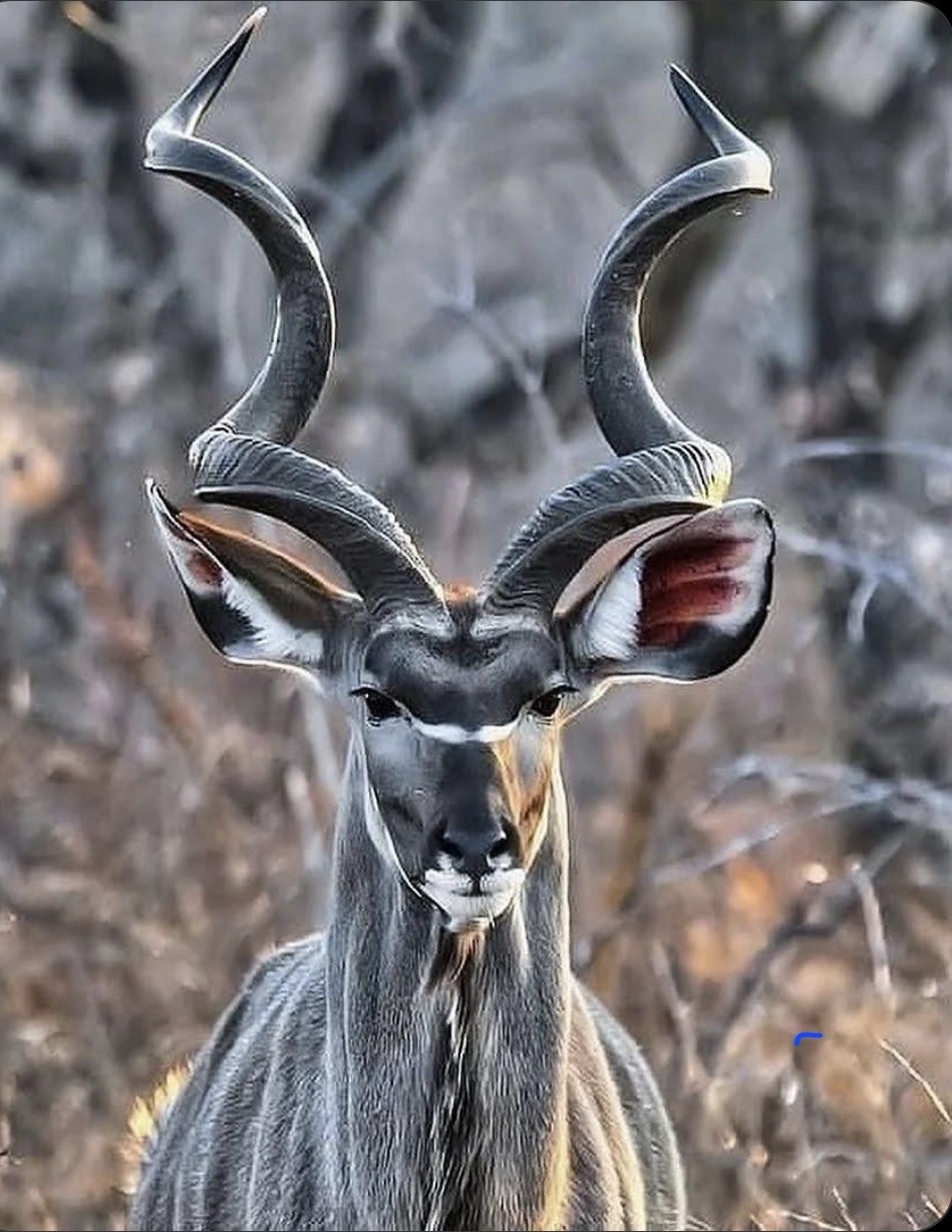 Kudu Bull Portrait
