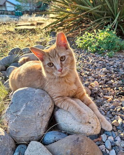 Orange Taby Cat on Rocks
