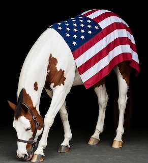 Paint horse with American flag draped over back, head bowed, on black background