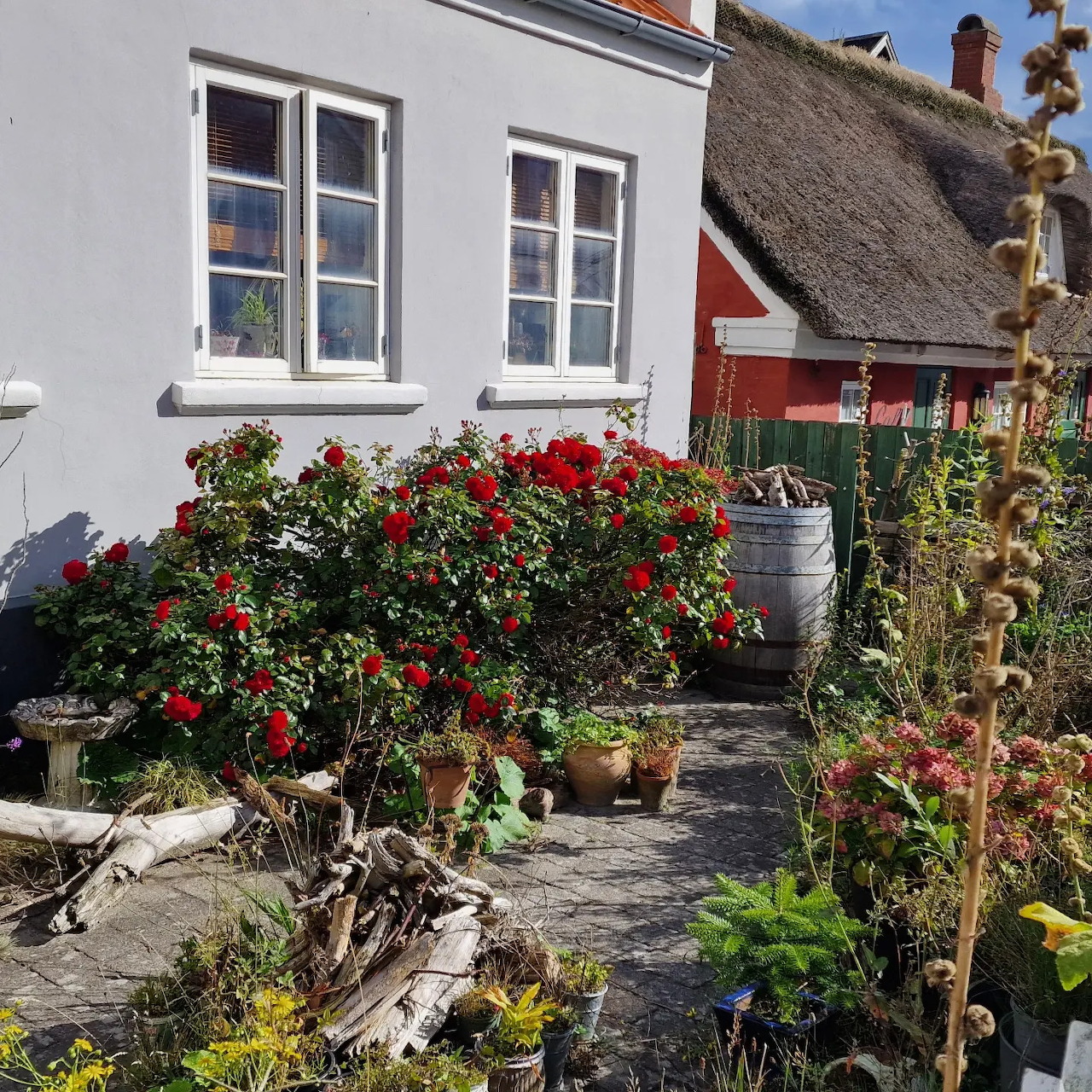 White Danish house with thatched roof, red roses blooming in front garden
