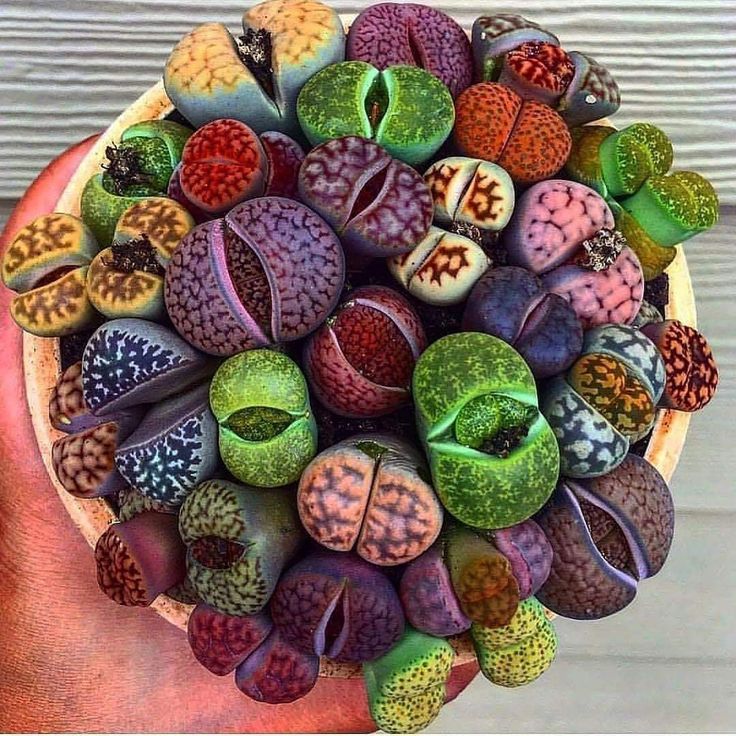Lithops Living Stones Succulents