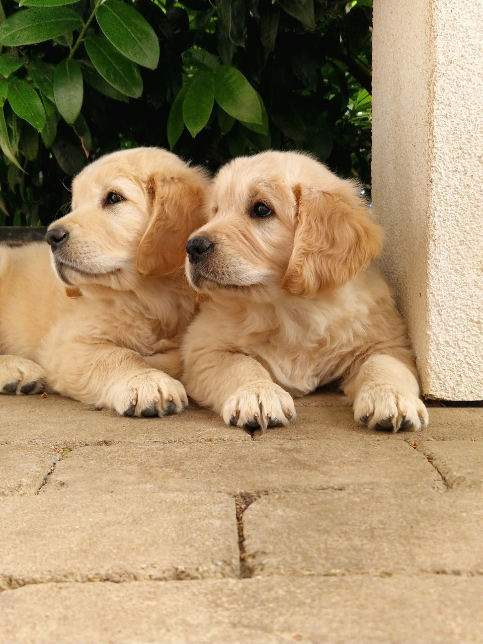 Golden Retriever Puppies
